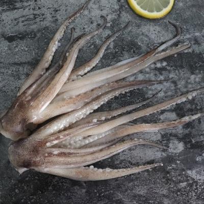 China Nutritious hot sale frozen squid tentacles 10kg/block squid tentacle price for sale