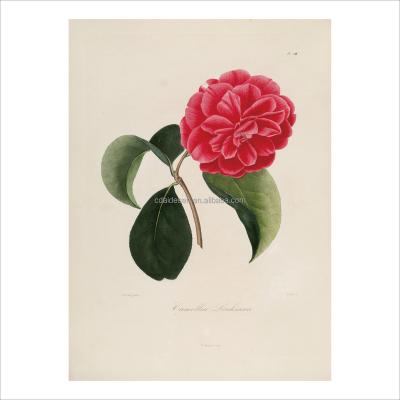 China High-definition decorative painting Camellia Retro watercolors hand-painted elegant camellias for sale