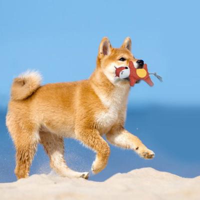 China Viable Maintain Pet Oral Hygiene Chew New High Quality Pet Toys Pet Toys for sale