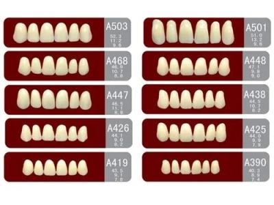 Cina VITA System False Dental Teeth with Heraeus Teeth Form 1 Easy to Use in vendita