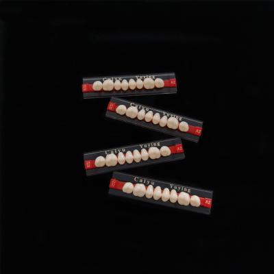 China CE ISO High Durability Dental Acrylic Resin Teeth Dentadura Posteriors Upper (8x1)x12 36# Manufacturer zu verkaufen