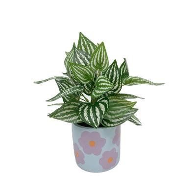 China Home Decotation High quality cheap custom Aloe Artificial Plants for sale