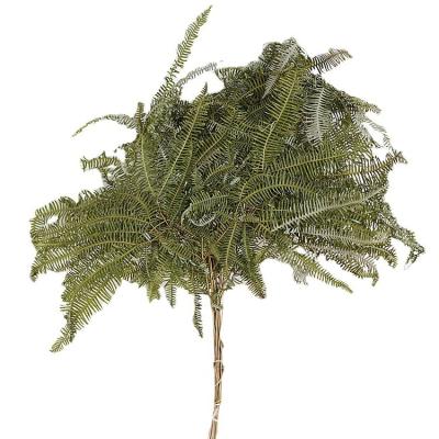 China SYZ064 Eco-friendly Mango Fern Leaf Dried Artificial Tree Fern Green Leaf For Indoor Floral Decorative Plant for sale