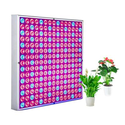 China Seed Starting Grow Lights For Plants Indoor Red Blue 2835SMD 45W Horticultural LED Grow Light for sale