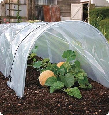 China Cheap PE Film Tunnel Greenhouse Agriculture for sale