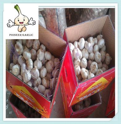 China Chinese Snow White Natural Garlic 4.5-5.5cm garlic for sale for sale