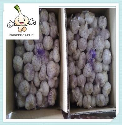 China Wholesale Garlic Snow White Fresh Garlic Best Supplier Natural Fresh Garlic 5.5CM for sale