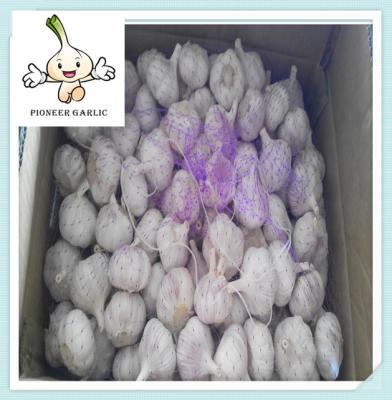 China 2016 High Quality Fresh Garlic Price Fresh Natural Garlic Supplier for sale