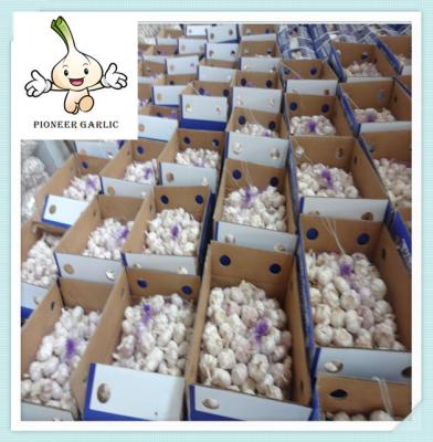 China Chinese Bulk Fresh Garlic Shandong Garlic Normal White Garlic From Jinxiang For Sale for sale