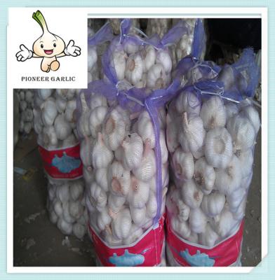 China Jinxiang Nature Garlic 4.5cm,5.0cm,5.5cm,6.0cm Size 2013 fresh pure white garlic for sale