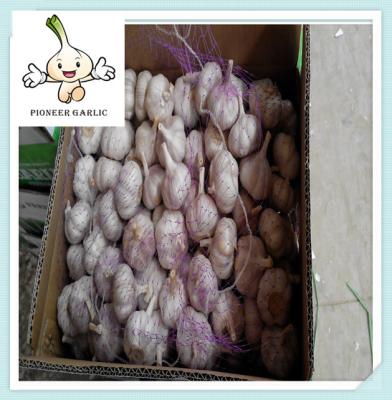 China Supply Direct From China Factory Coldstorage Fresh Red Garlic for sale