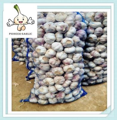 China Purple White Garlic Chinese Fresh Normal white garlic price for sale