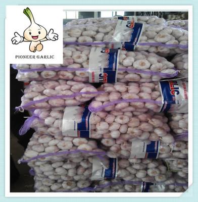 China Shandong 10Kg/ Ctn Natural Fresh Normal White Garlic For Chile for sale