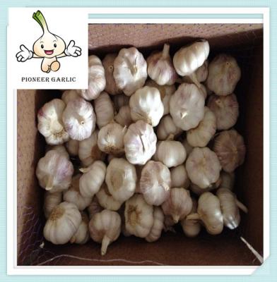 China Alibaba China Wholesale Garlic Price In Carton Box And Mesh Bag for sale