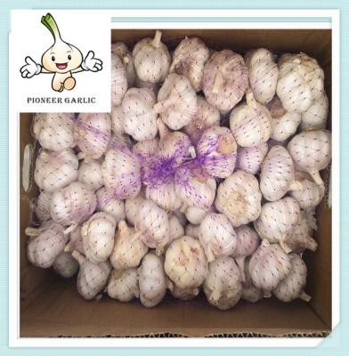 China Shandong Super White Garlic Price 5.0CM best design creative garlic for sale