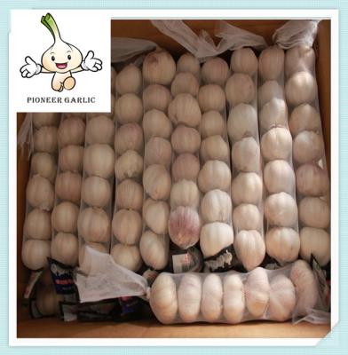 China New And Fresh White Pure Garlic With Wholesale Price Chinese fresh garlic for sale