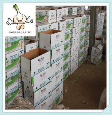 China Chinese/China Pure White Garlic - New Arrival, Hot Sales 10kg/box garlic 5cm size garlic for sale