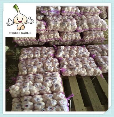 China Wholesale Fresh Garlic (5.5CM Up 10Kg Carton Packing) for sale