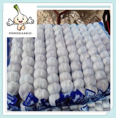 China New Crop Chinese Fresh Natural Garlic 500G jinxiang garlic fresh garlic for sale