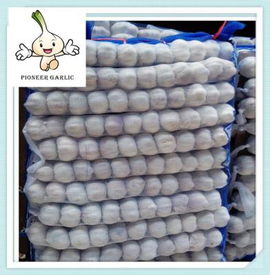 China fresh normal white pure white garlic normal white garlic price from China for sale