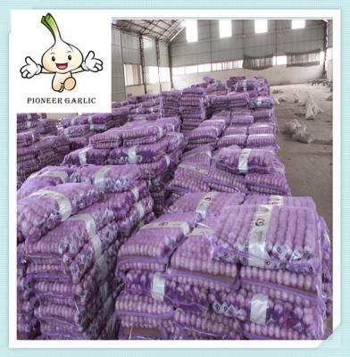 China New Harvest Garlic Exporter Garlic 20KG Mesh Bag Garlic For Sale for sale