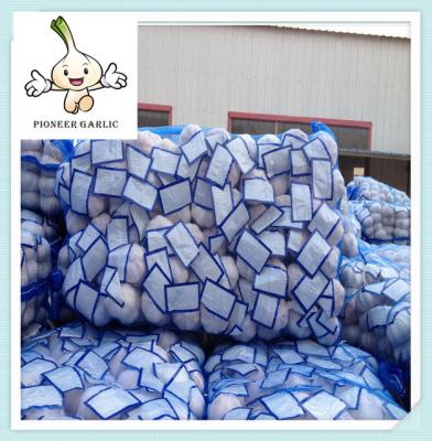 China garlic fresh garlic 500G*20bag white garlic china supplier chinese fresh garlic for sale