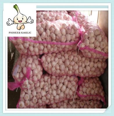 China garlic wholesale garlic price fresh common garlic for sale