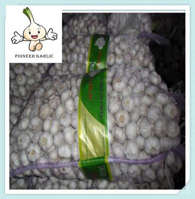 China Organic Fresh while garlic From China with Top qulaity for sale