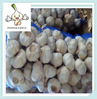 China Chinese Fresh Garlic Supplier of China 10kg/carton 250g x 40bags for sale