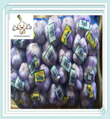 China Chinese Purple Garlic High Quality Fresh Garlic for sale China Best Quality 2016 Garlic for sale