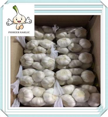 China Fresh Normal White Garlic and Pure White Garlic From Shandong for sale