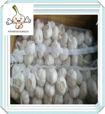 China fresh normal pure white garlic exporter specializing in excellent-degree for sale