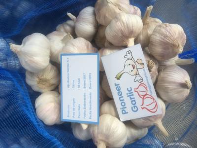 China HIGH QUALITY CHINA FRESH GARLIC for sale