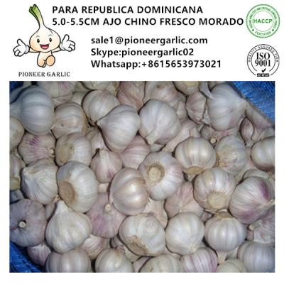 China HIGH QUALITY GARLIC WITH CHEAP PRICE for sale