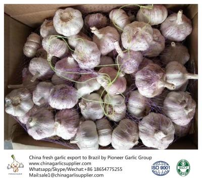 China China 6.0-6.5 cm normal white garlic export to Brazil by Pioneer Garlic Group for sale