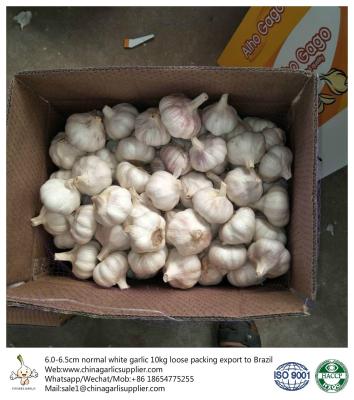 China China fresh garlic export to Brazil by Pioneer garlic group. 6.0 cm normal white garlic. for sale