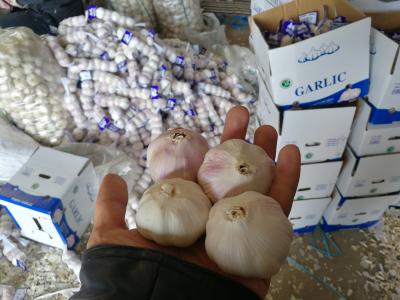 China Garlic to Senegal for sale