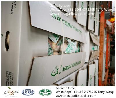 China Garlic to Israel with 10kg carton box.Supermarket package. for sale