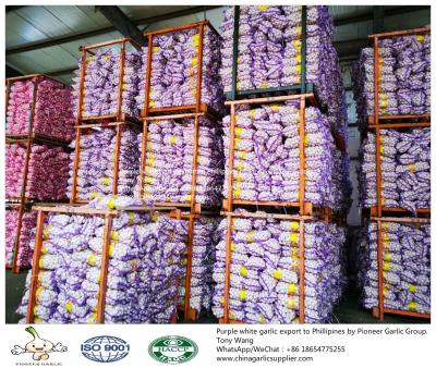 China Garlic to Philippines with mesh bag for sale