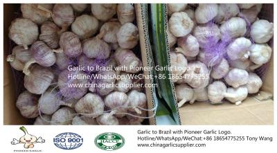 China 2019 fresh garlic export to Brazil with 10kg carton box. Jinxiang garlic. for sale