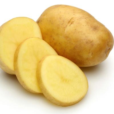 China Fresh Fresh Potato For Export , New Cultivation Holland Potato Dimension 80g 100 200g for sale