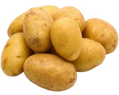 China Good quality fresh Holland potato size 150-250g for export, fresh potato sale at low price for sale