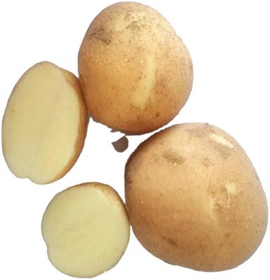 China Best fresh new crop potato fresh sale size 80-150g with cheap price, Holland potato for export for sale