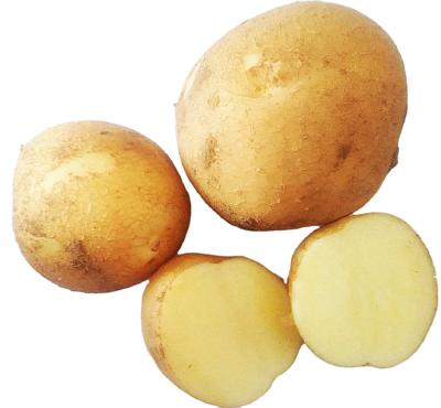 China New Cultivation Holland Potato Plant Potatoes Buyers Fresh Potato Prices for sale