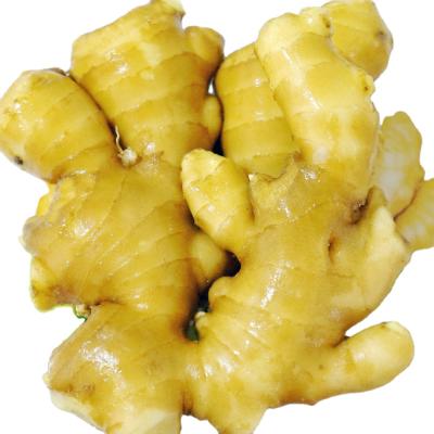 China Fresh Premium Quality Fresh Yellow Ginger Organic Ginger For Ginger Juice Material for sale