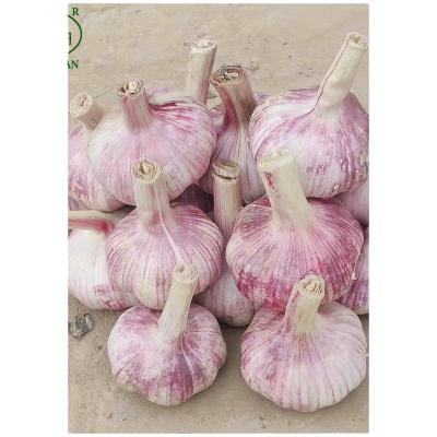 China China Fresh Fresh Normal White Garlic Wholesale, New Culture Fresh Garlic Dimension 5-6 Cm Exporter for sale