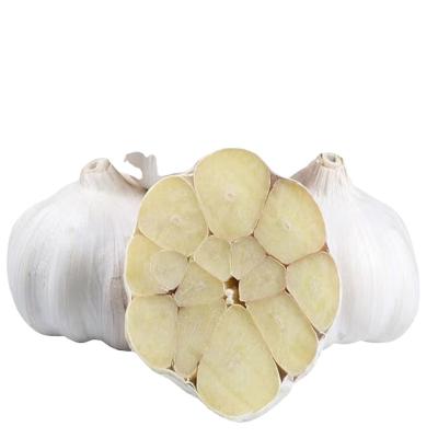 China Super Fresh Chinese Garlic Normal Size Chinese Garlic / Pure White Garlic Is Now Season zu verkaufen