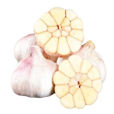 China Reddish White/Snow White On Outer Layer Skin Premium Pick Packing Fresh Garlic In Size 5-6cm 10kg From China Per Carton In Export Quality Garlic for sale