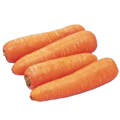 China High Vitamin New Season Crop Fresh Chinese Carrot / Carrots Full Of Vitamin C Carrot From China for sale