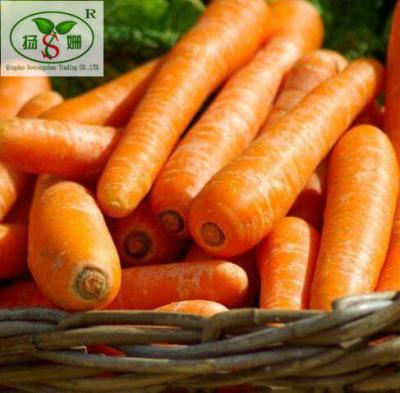 Chine Top Quality Hot Selling Carrots Newest Fresh Fresh Carrot Crop With Competitive Price à vendre